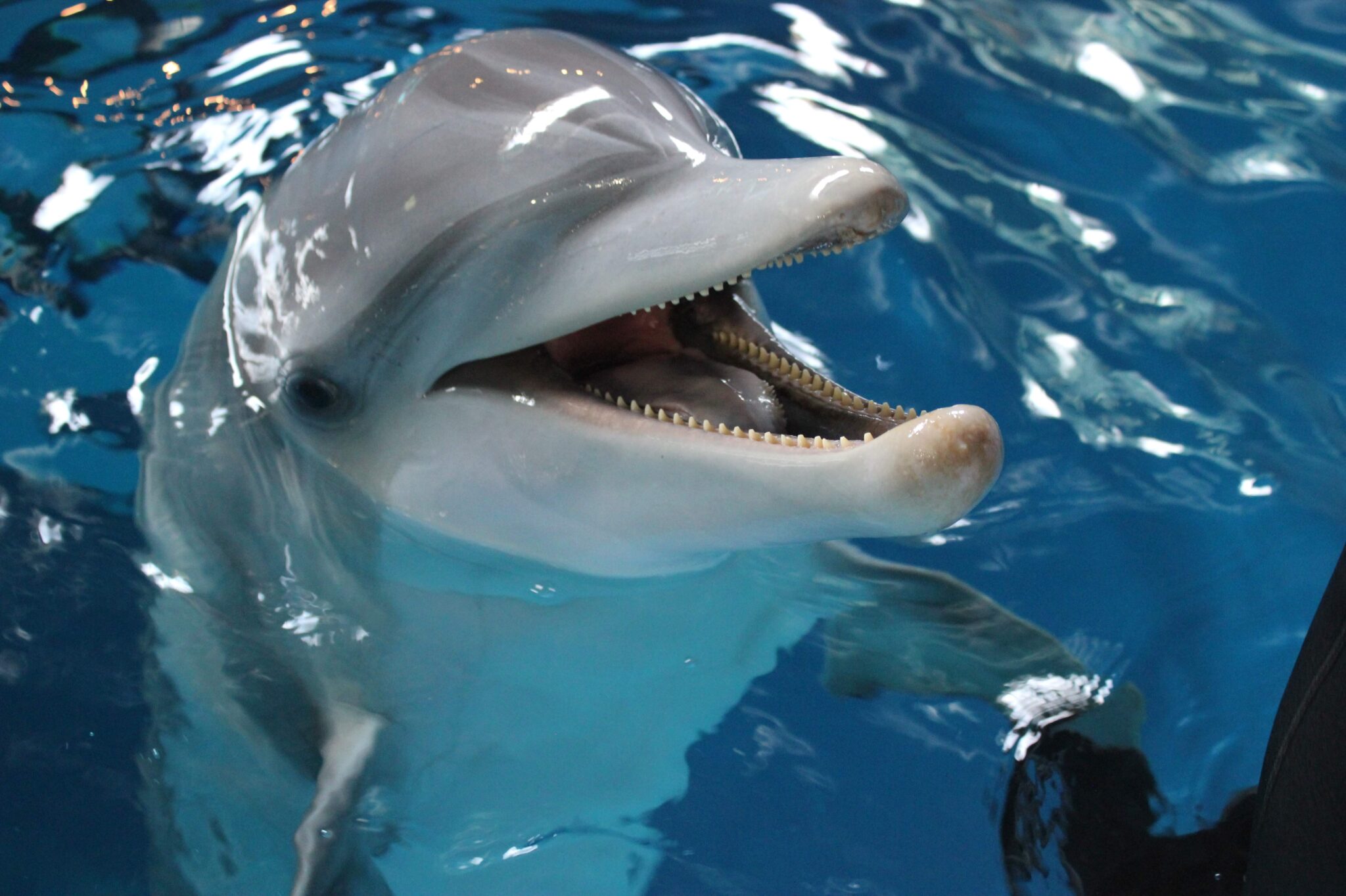 Dolphin popping out of the water