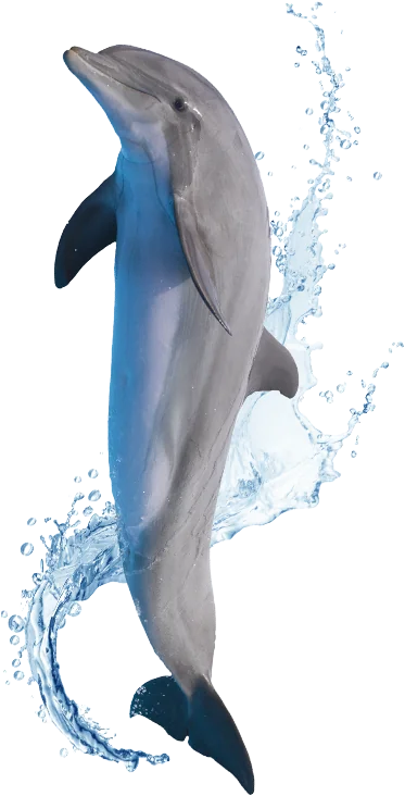 vertical image of dolphin jumping out of water