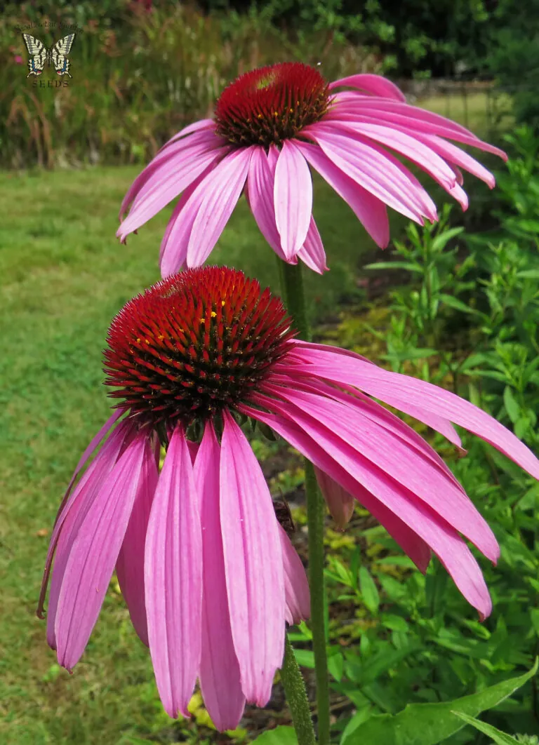 Purple coneflowers