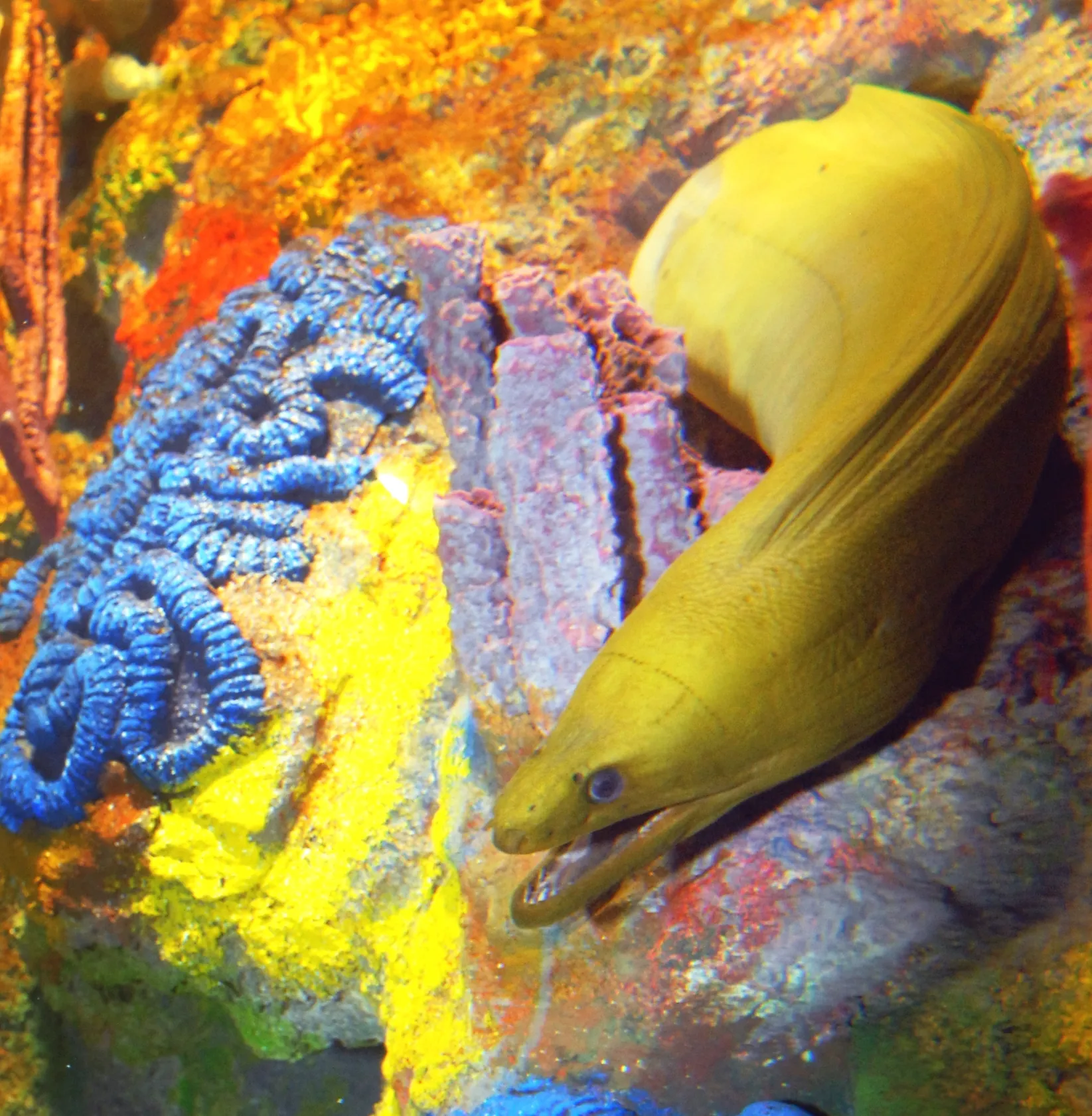 yellow Moray Eel on a reef