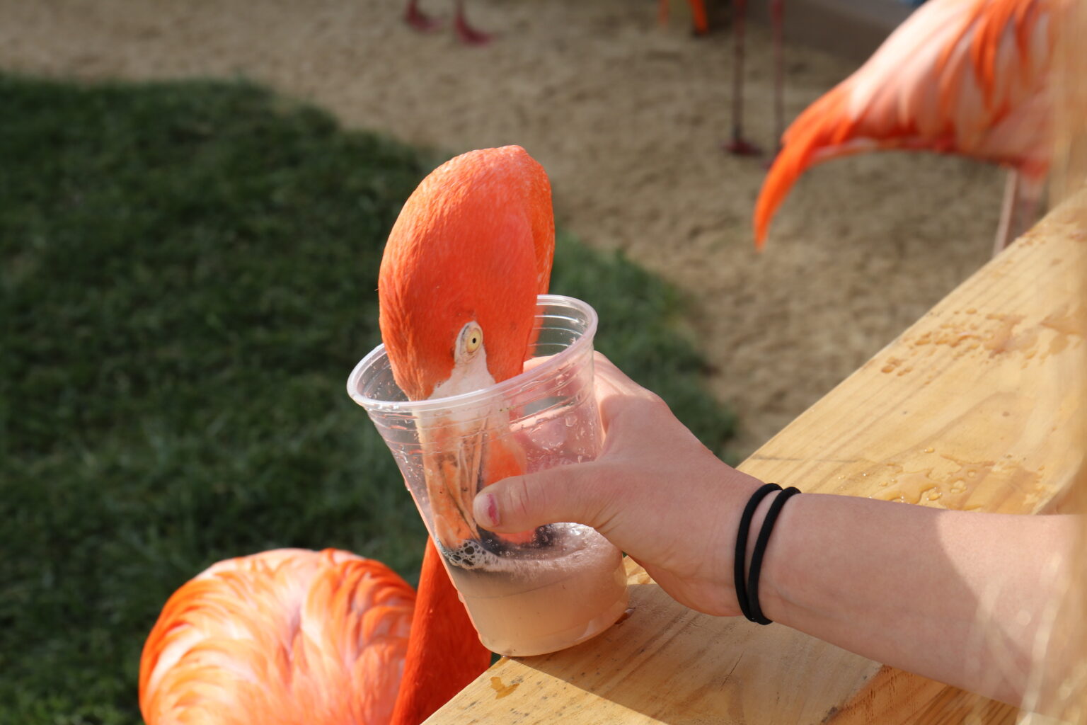 Feed a Flamingo Indianapolis Zoo Site