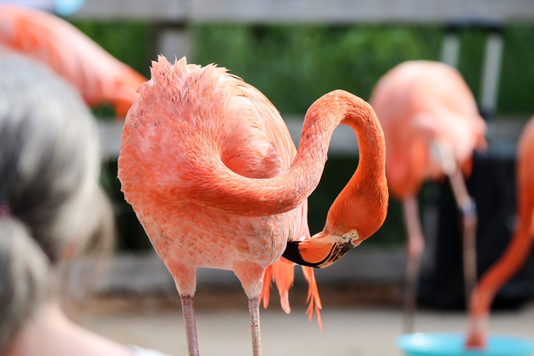 flamingo cleaning itself
