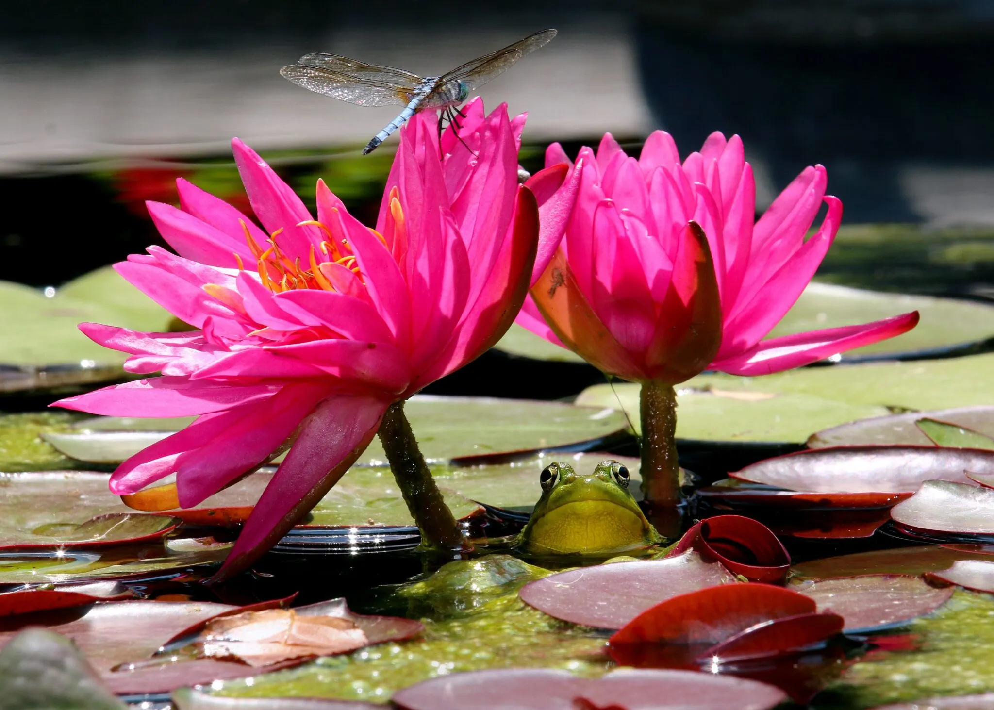 frog on lily pad with pink water lilies and dragonfly