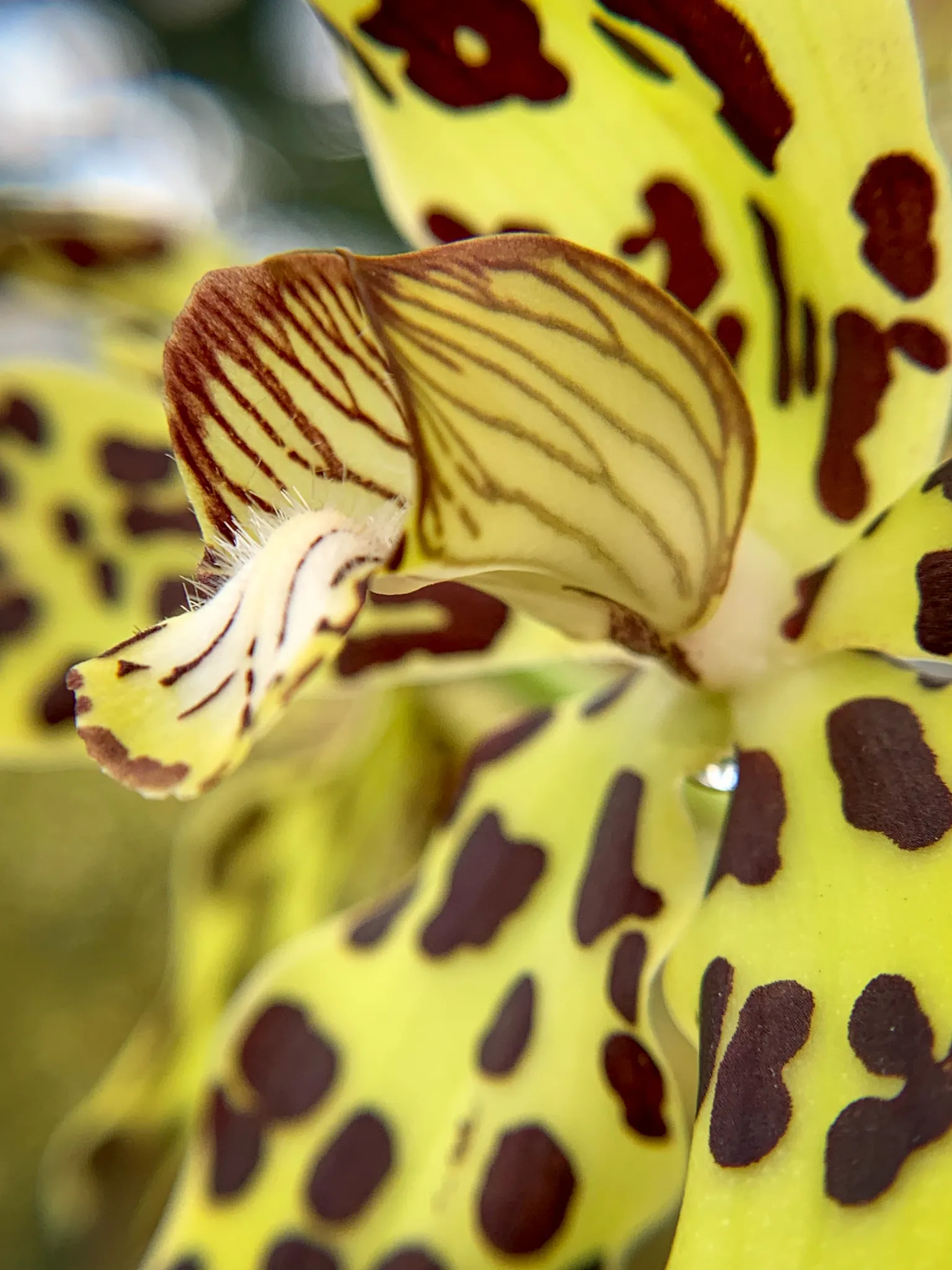 yellow orchid up close with brown leopard print