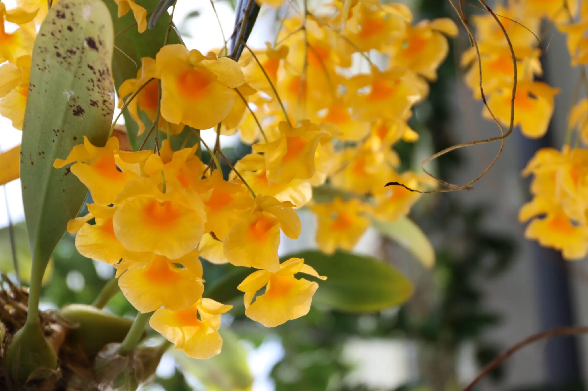 yellow flowers in zoo gardens