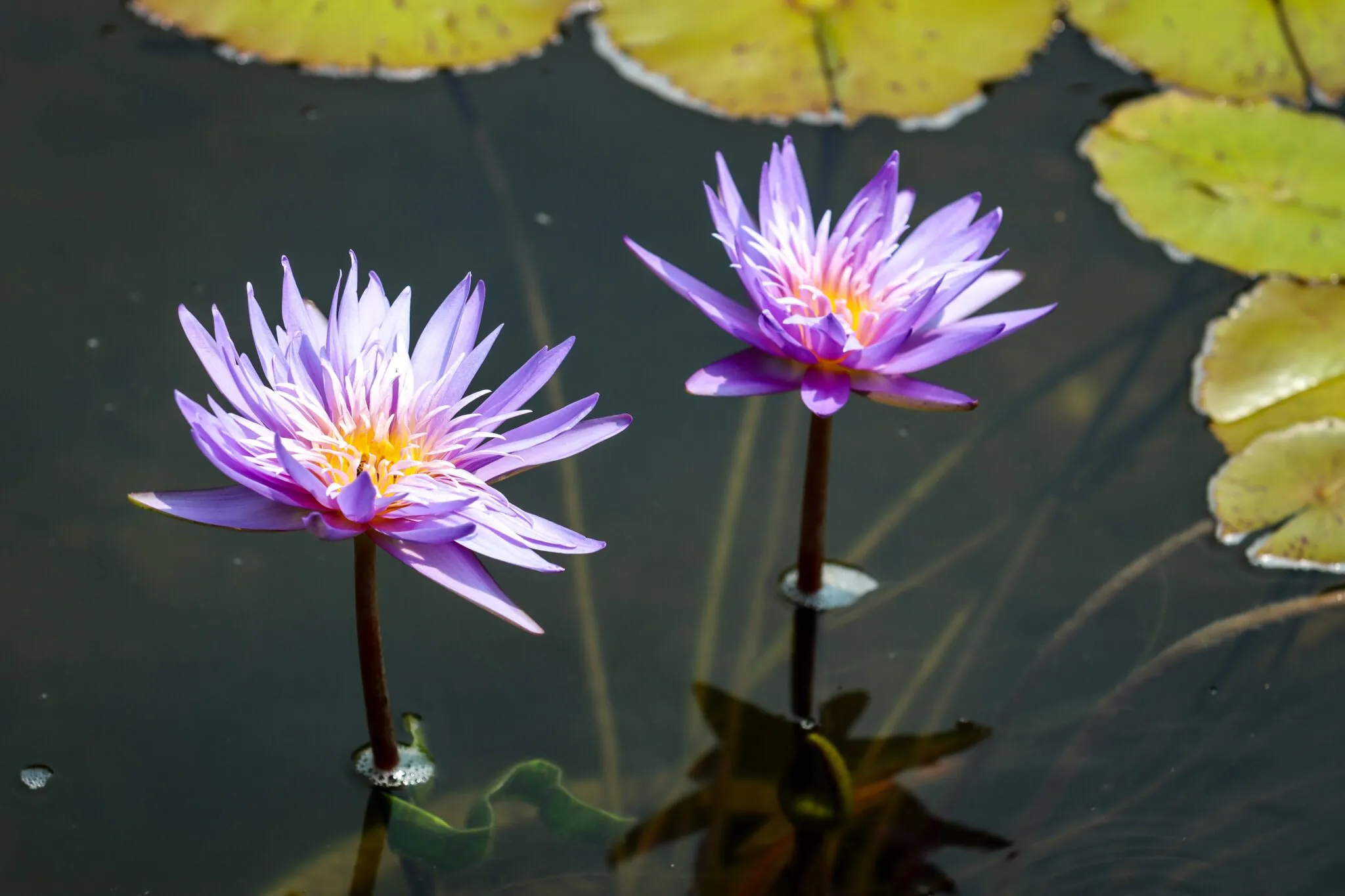 purple water lilies in pond