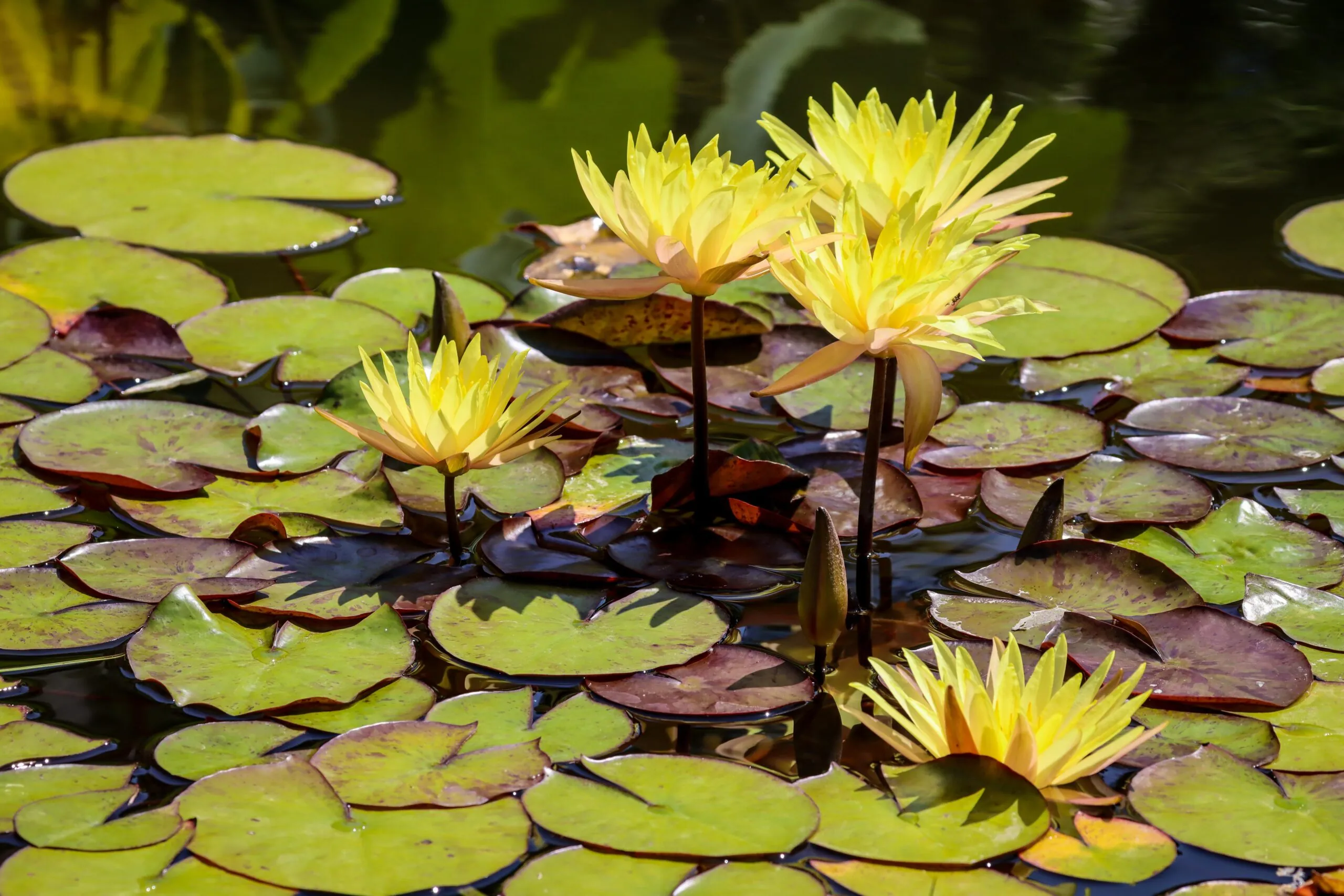 Freshwater pond filled with water lilies. The leaves are bright green and there are five yellow blooms visible.