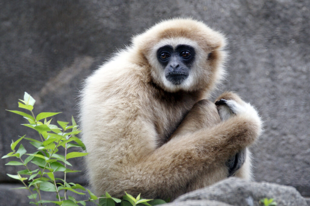 Blonde gibbon