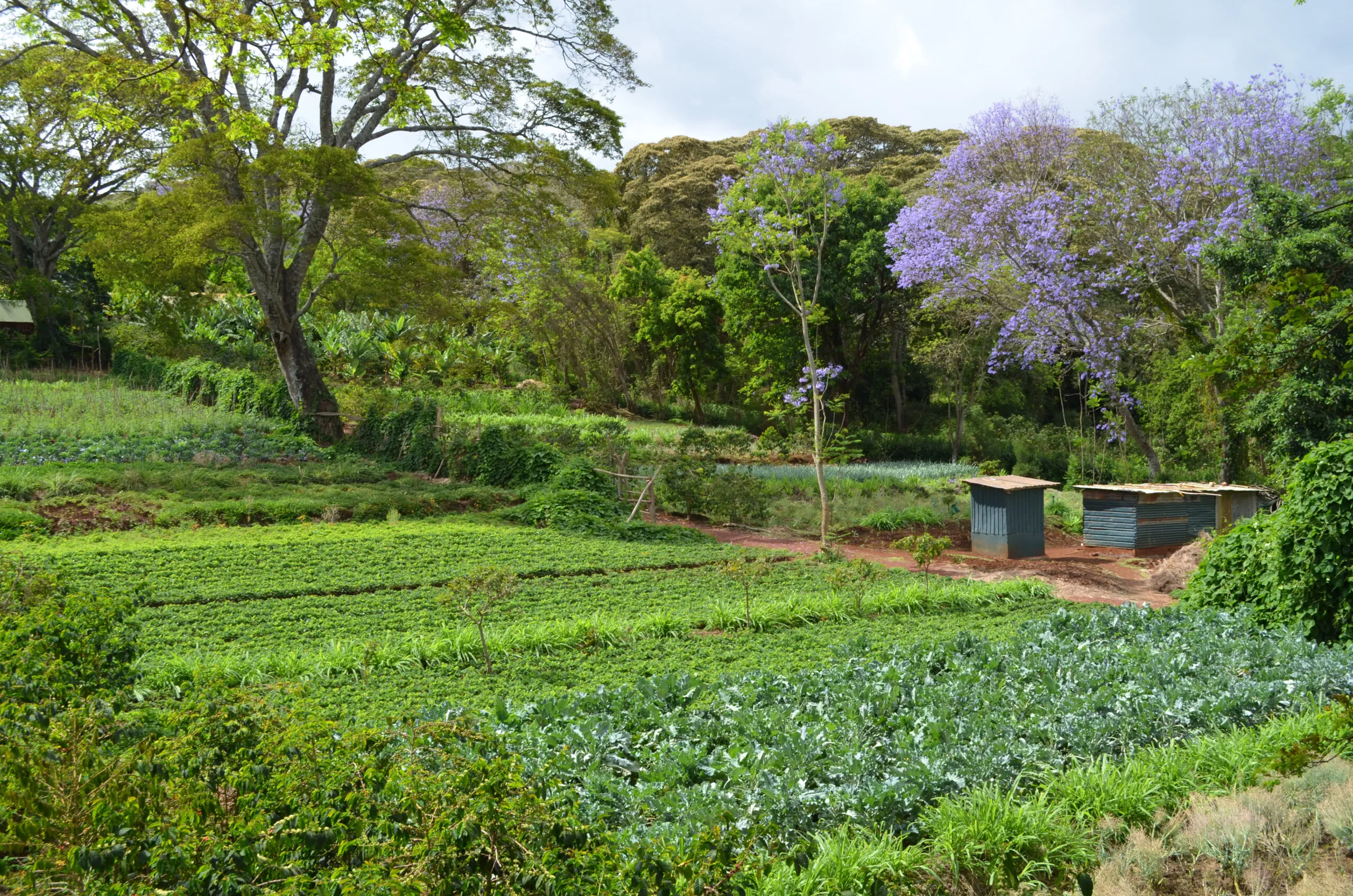 Gibbs Farm