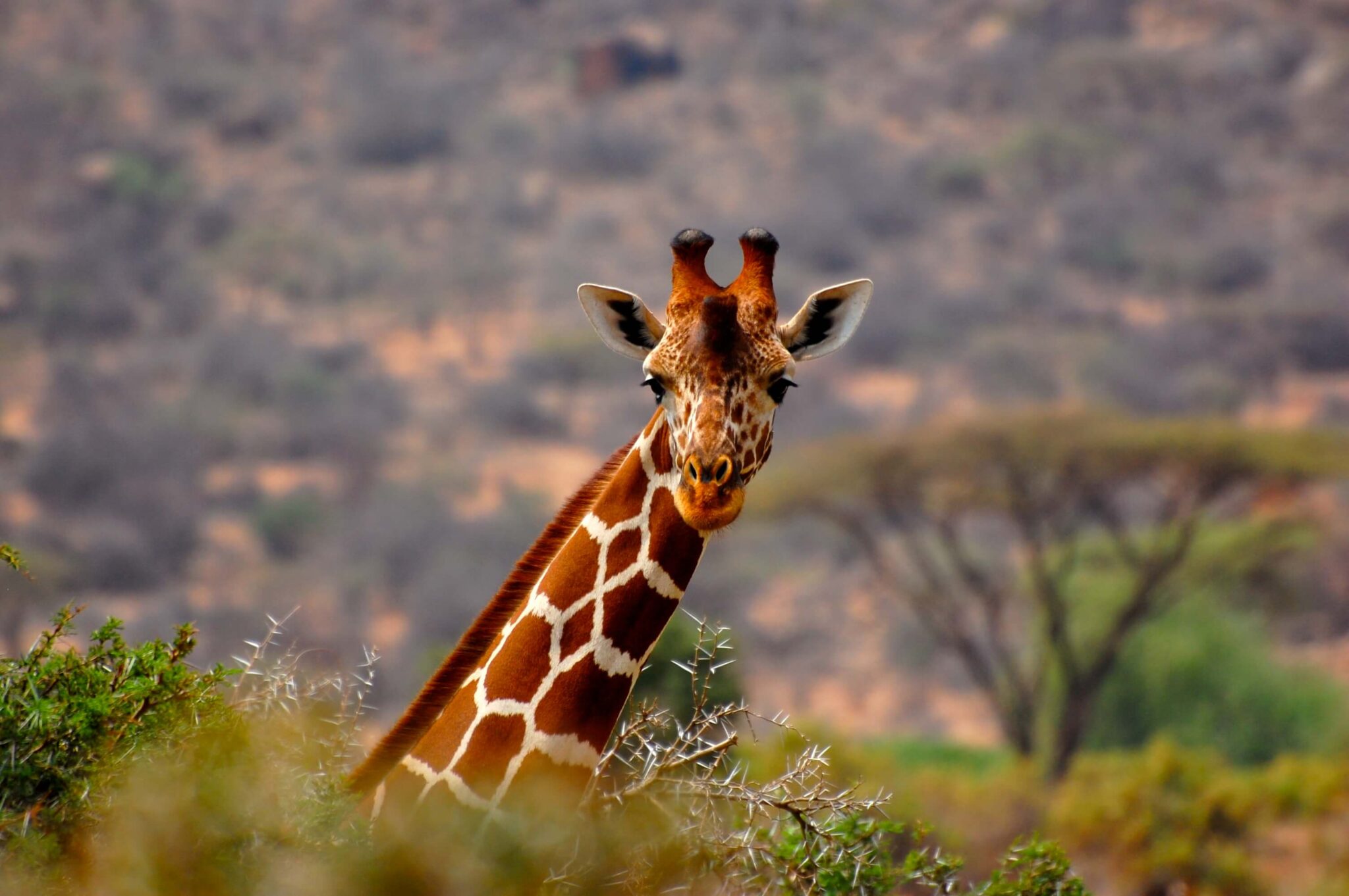 Kenya giraffe with head above trees conservation