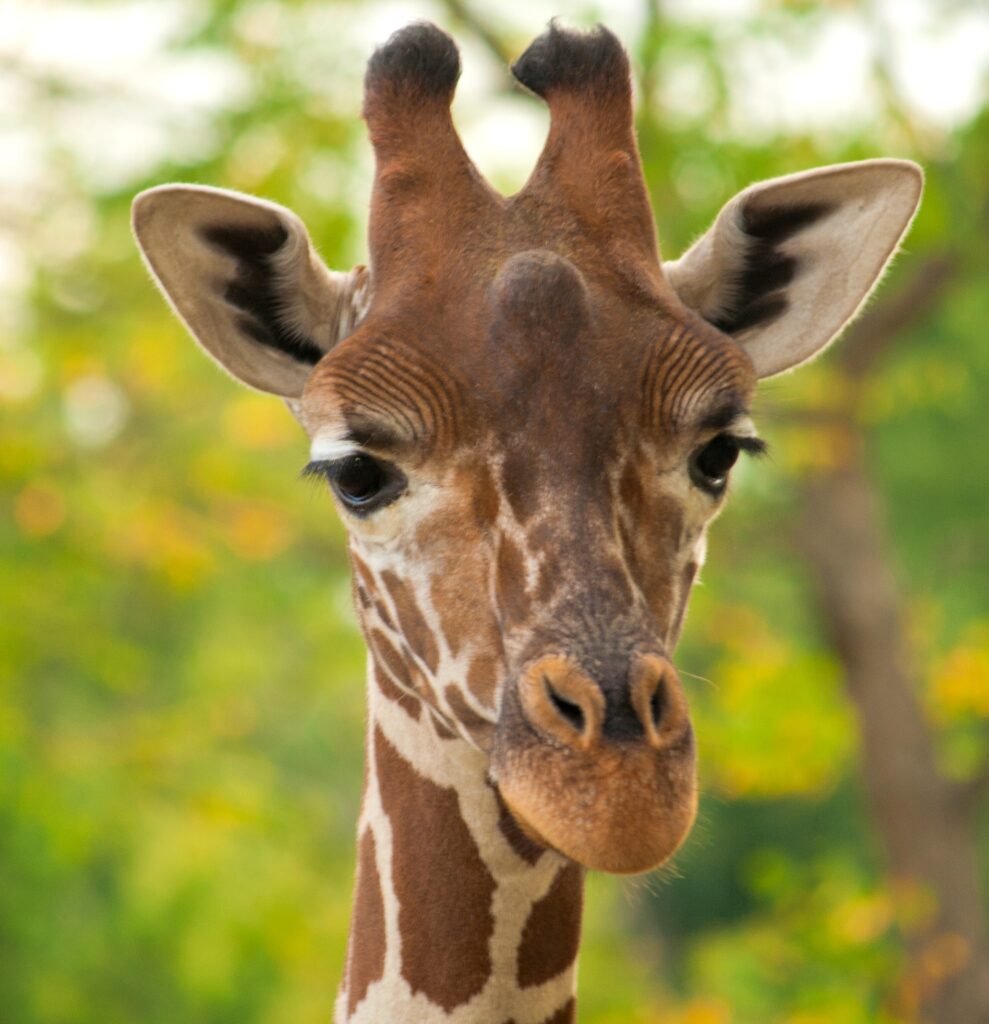 Giraffe face