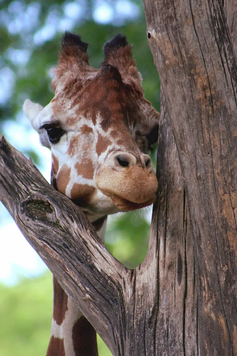 giraffe peeking through tree branch