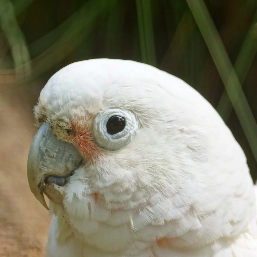 goffin's cockatoo