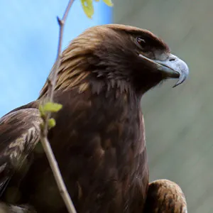 Golden Eagle close up of head