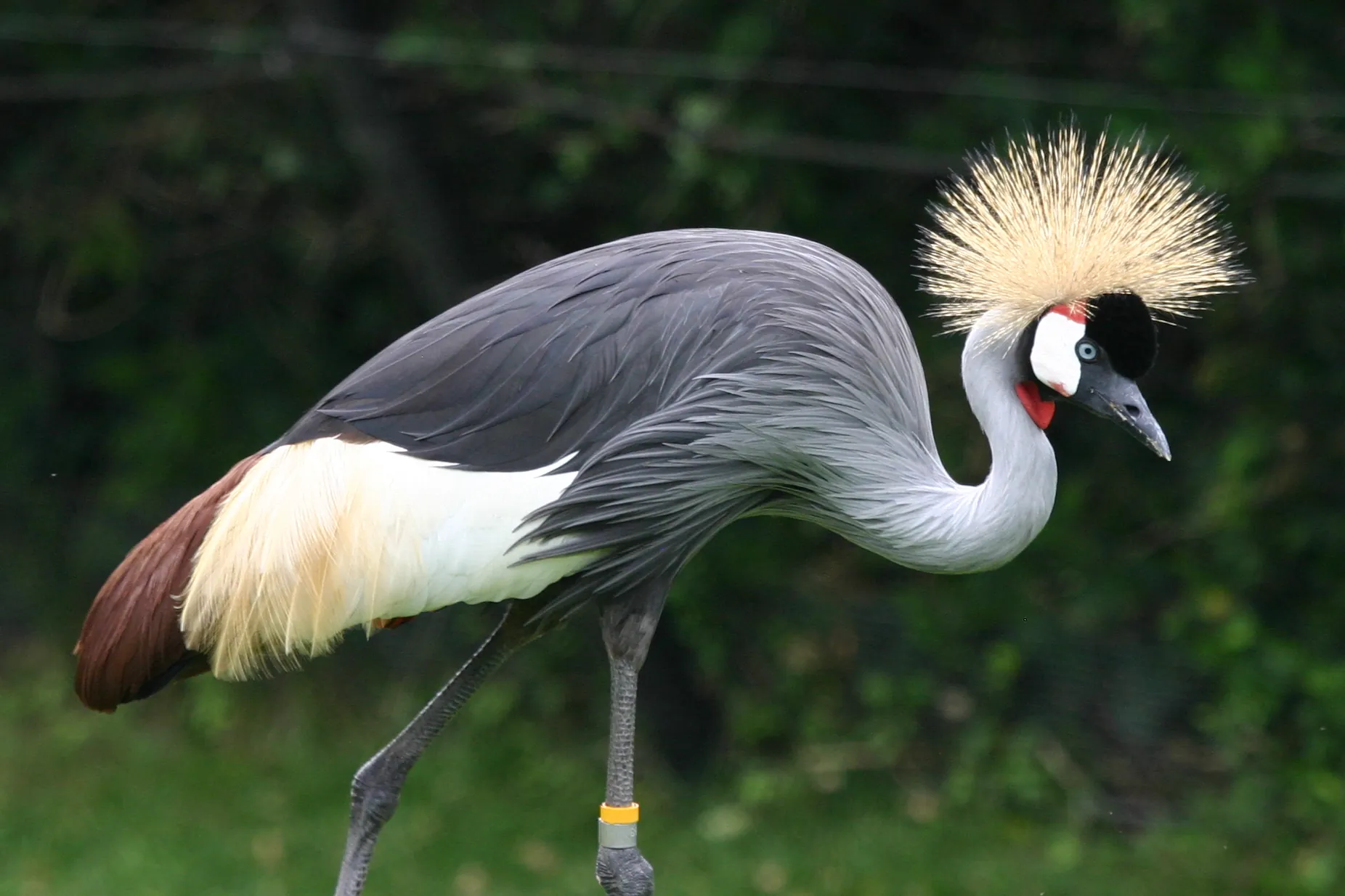 Grey-crowned crane