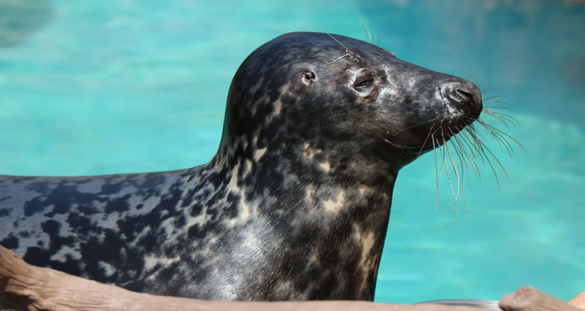 Grey seal