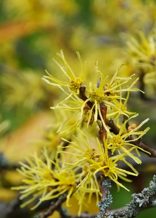 Witch Hazel plant with yellow leaves
