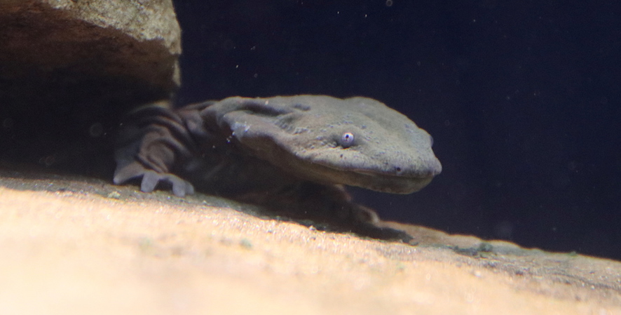 hellbender in water