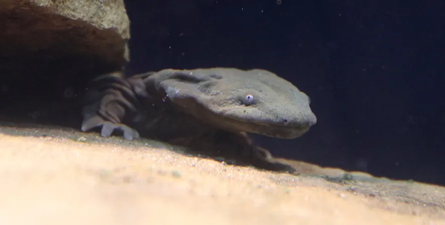 hellbender in water