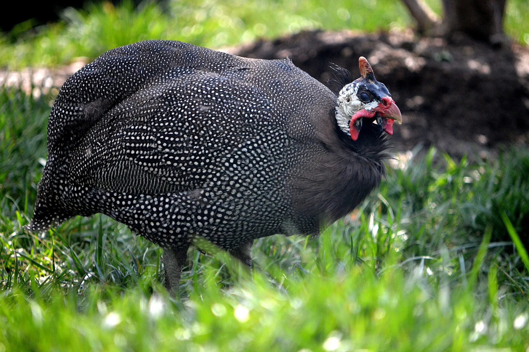Helmeted guinea fowl standing in grass
