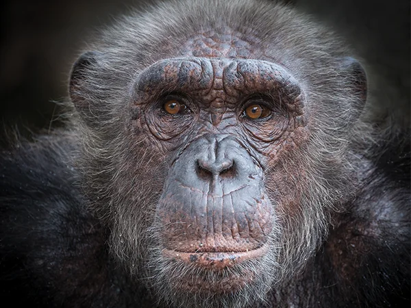 Chimpanzee's face