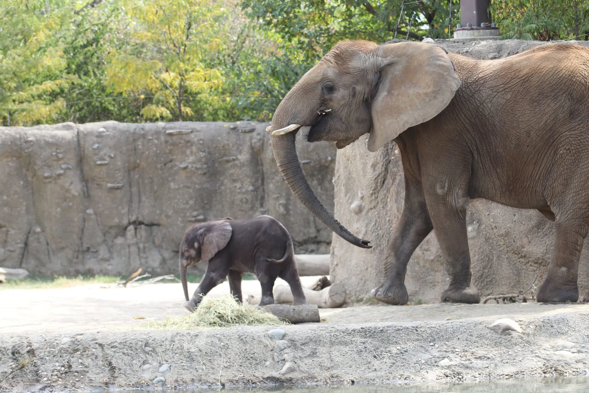 Elephant calf walking with mother