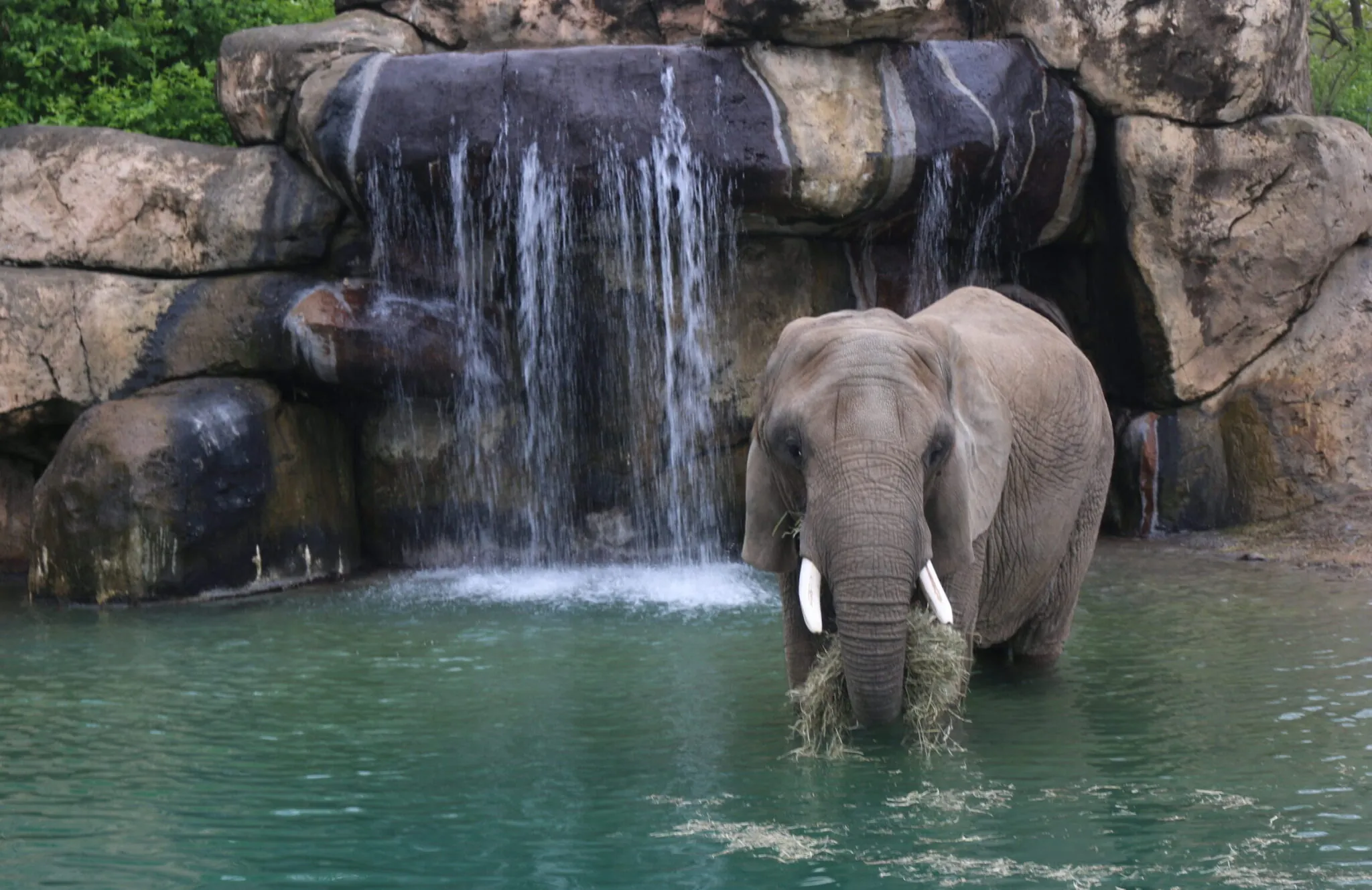 Elephant in water eating hay