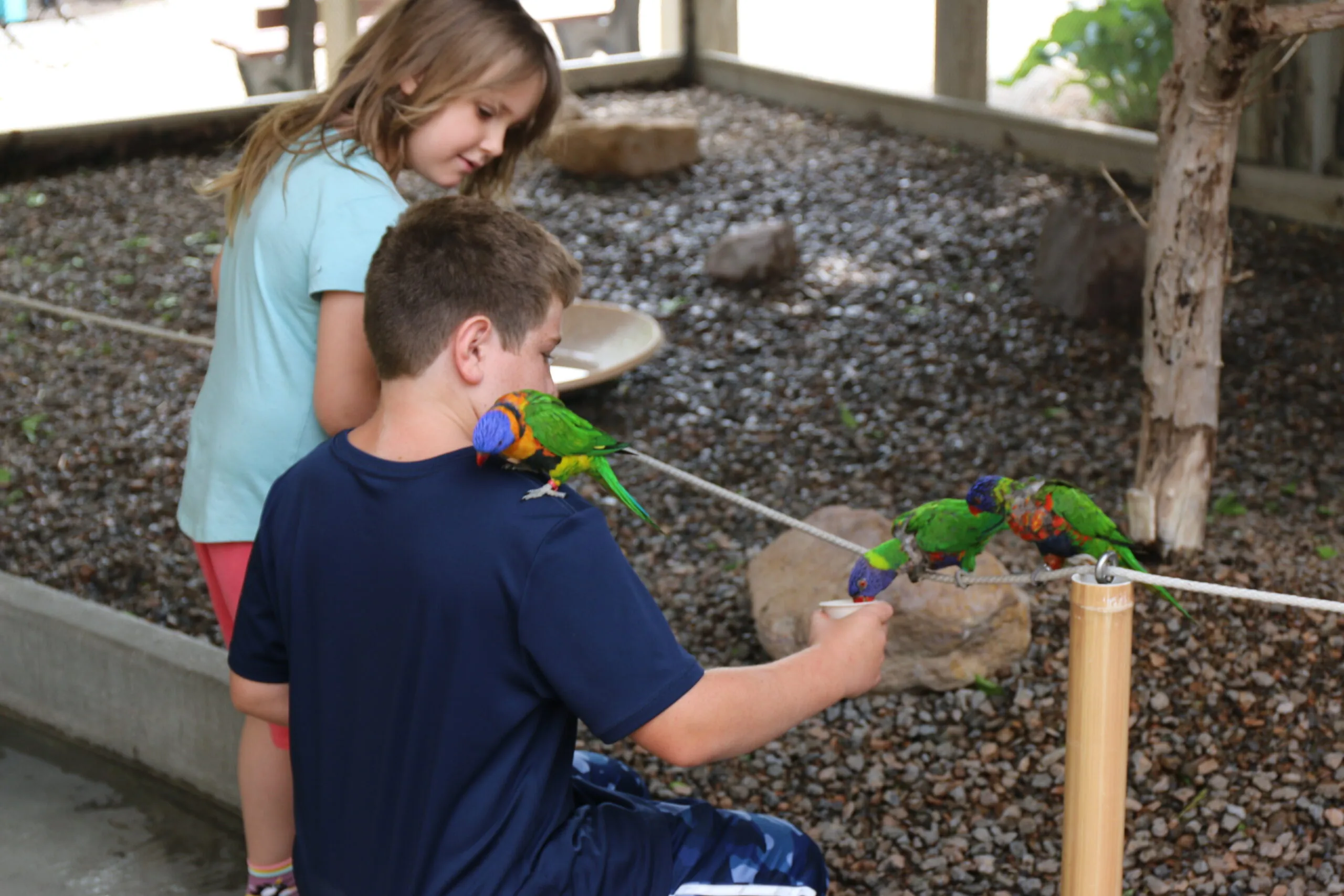 Boy and girl feeding lorikeets - 2023
