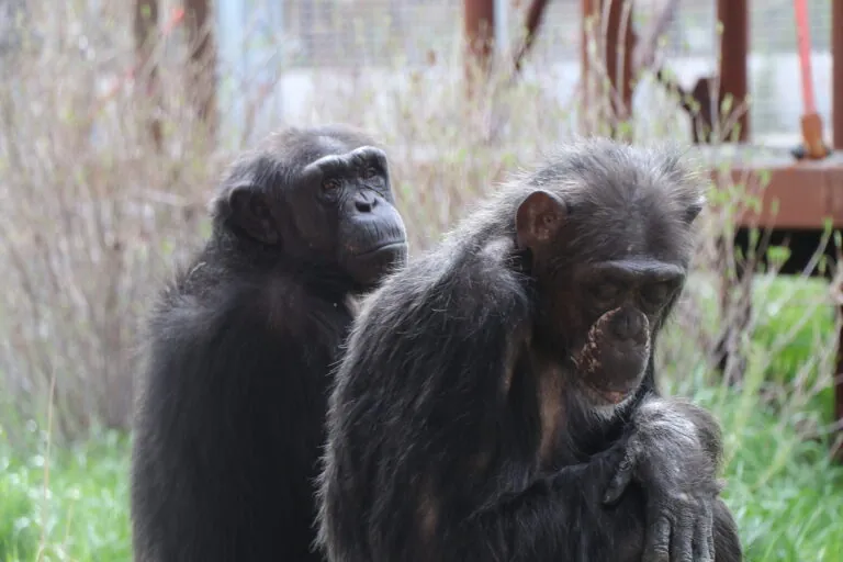 Lela and Mara chimpanzees sitting together
