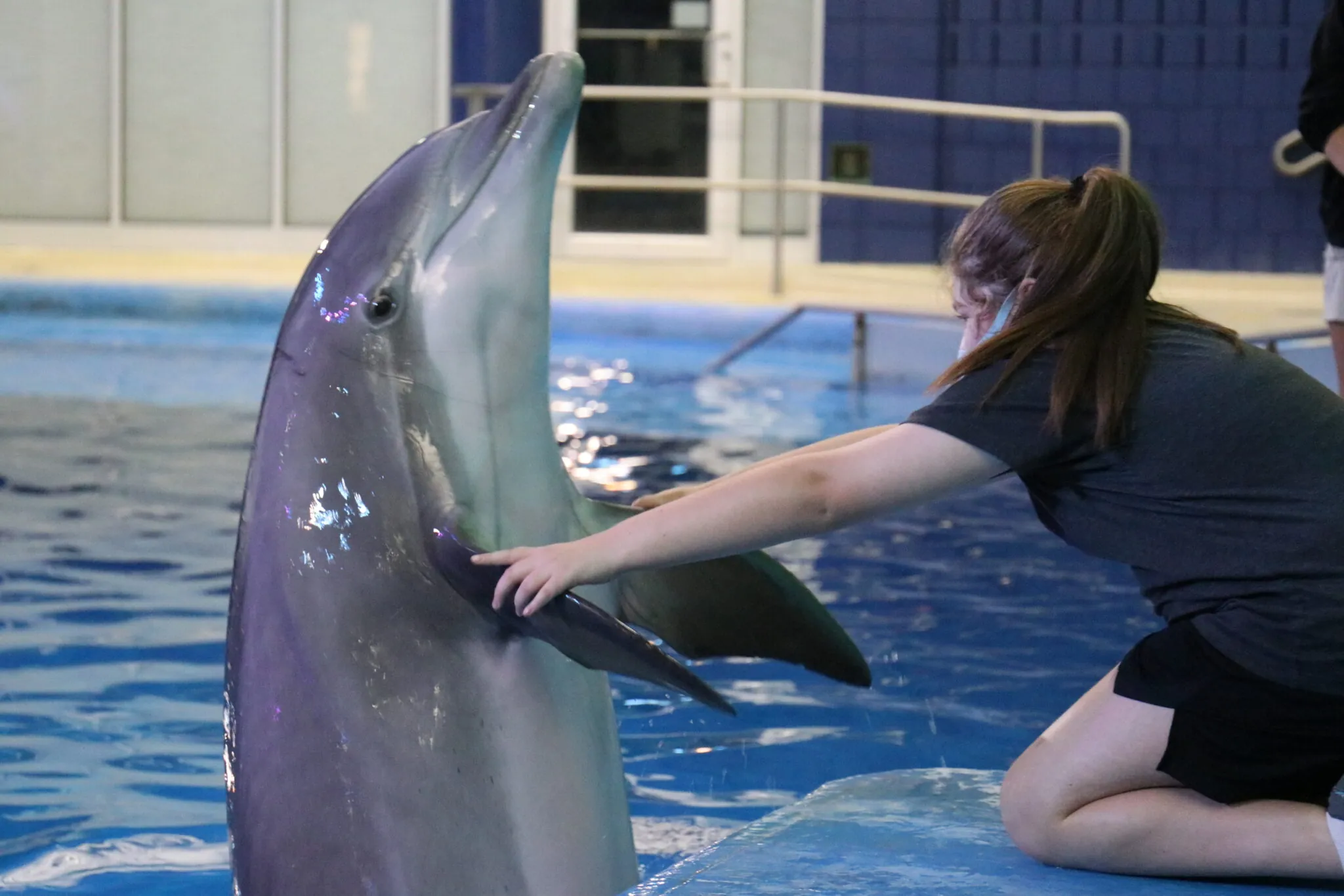 Girl shaking fins of a dolphin at the Indianapolis Zoo