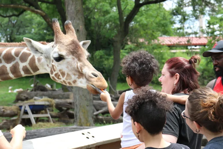 zoo events, zoo calendar, child feeding giraffe