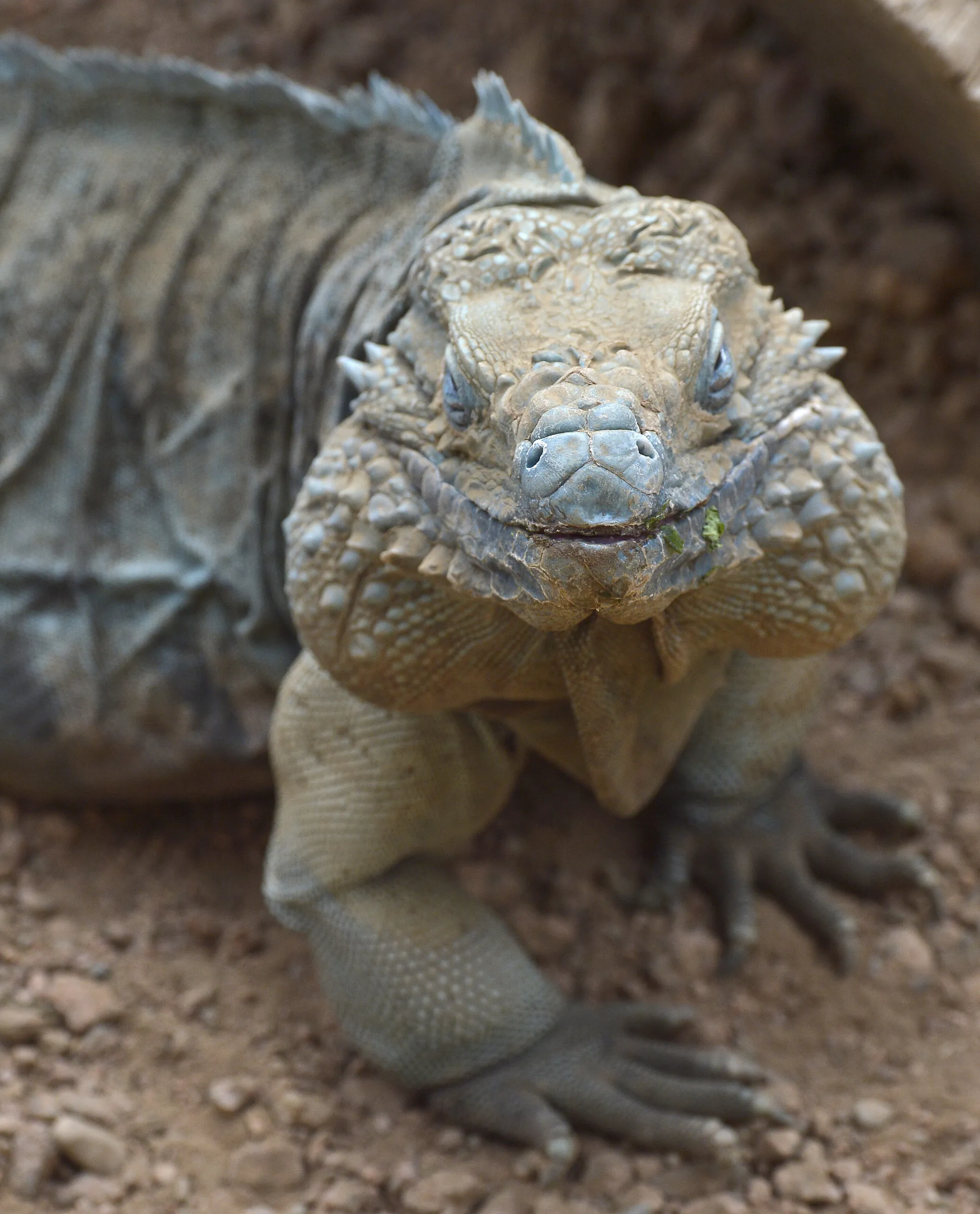 Blue iguana