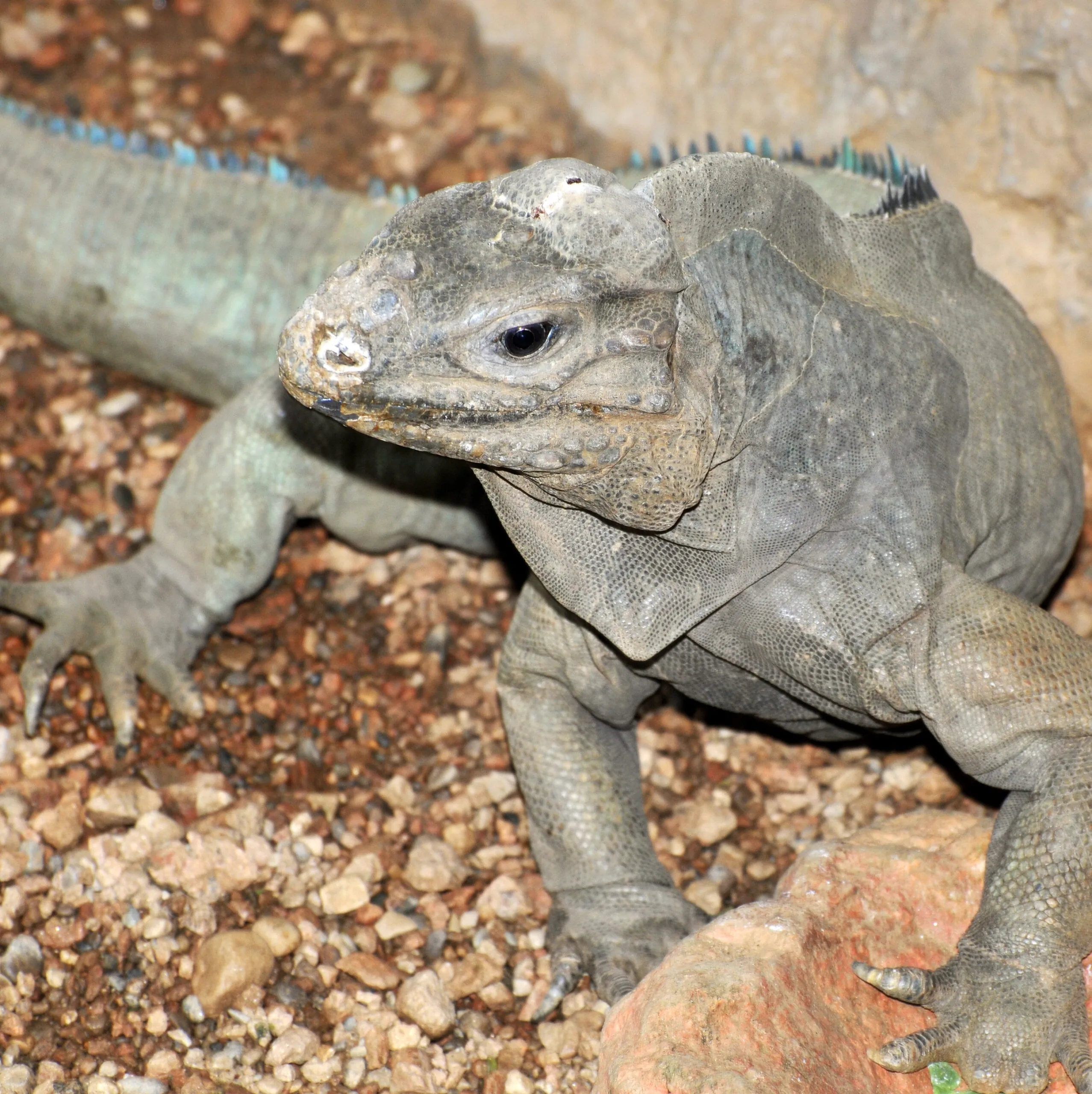 Jamaican iguana
