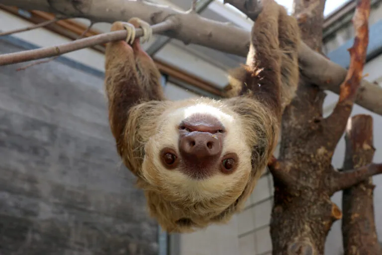 sloth hanging upside down looking into camera