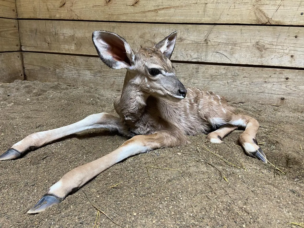 Kudu calf lying down