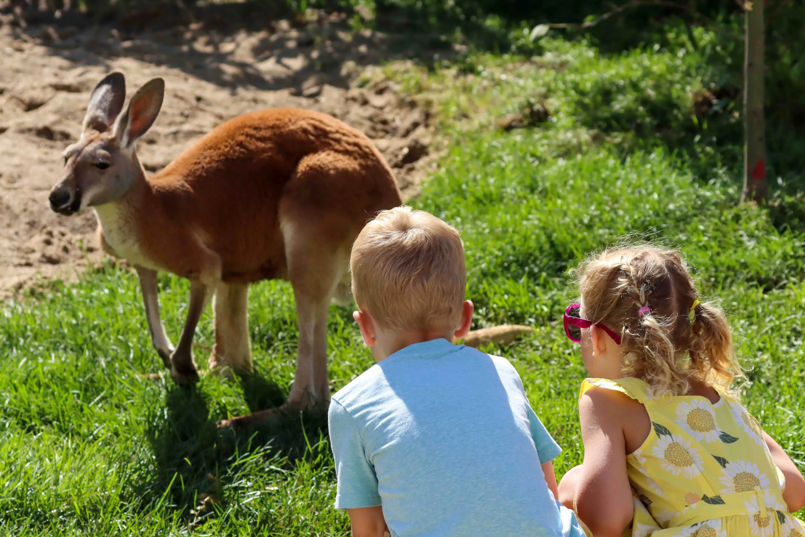 two children watching kangaroo