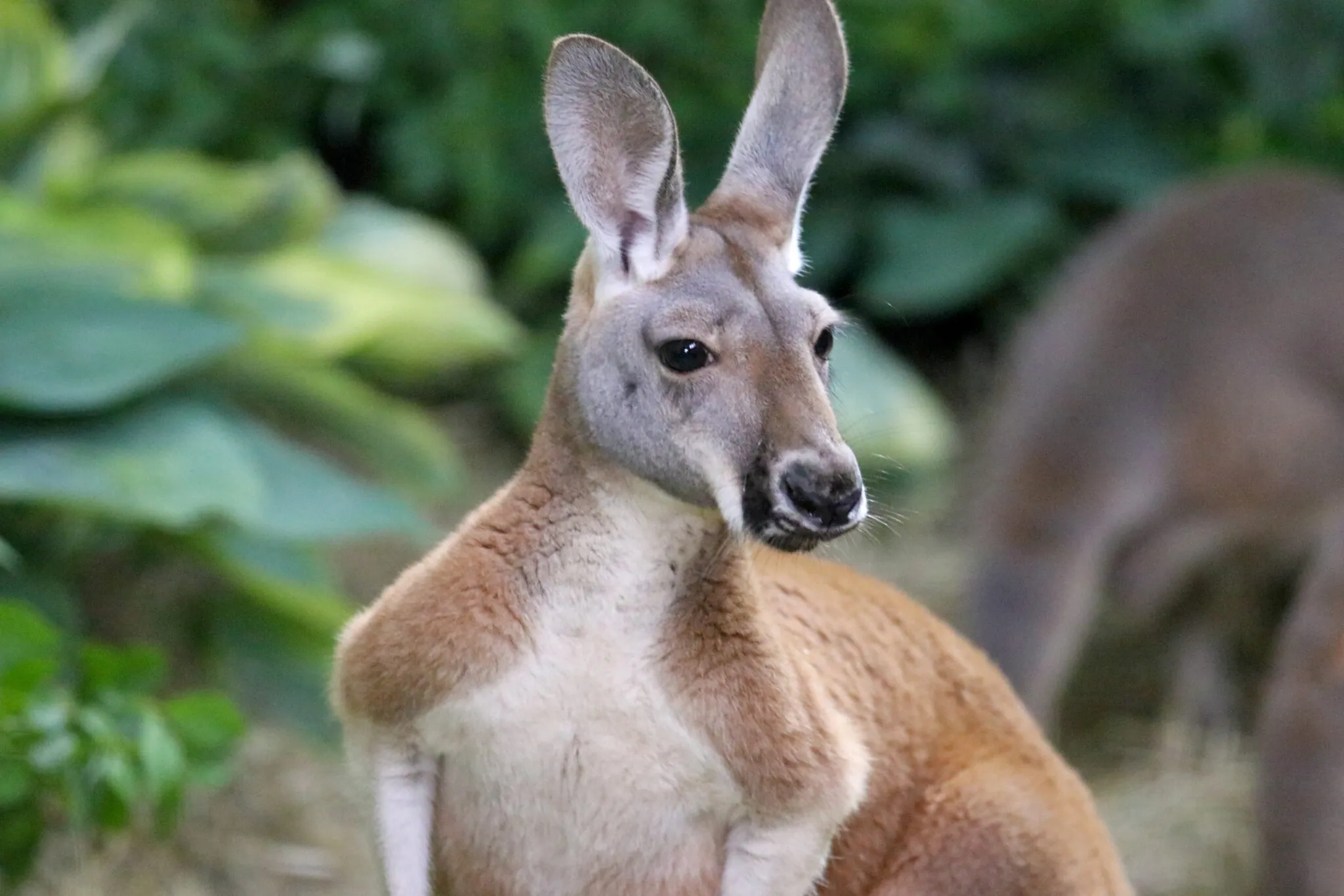 Kangaroo