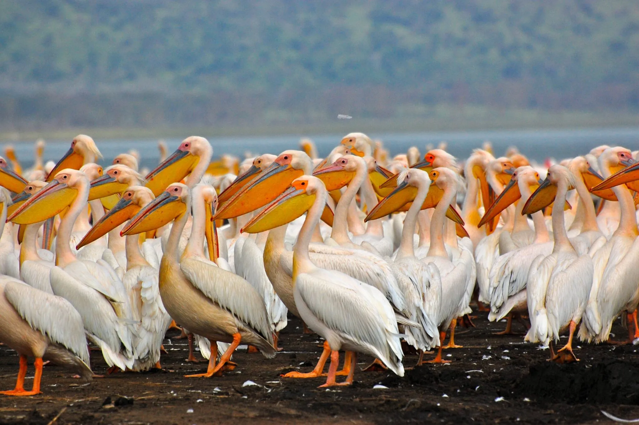 large gathering of pelicans on a beach