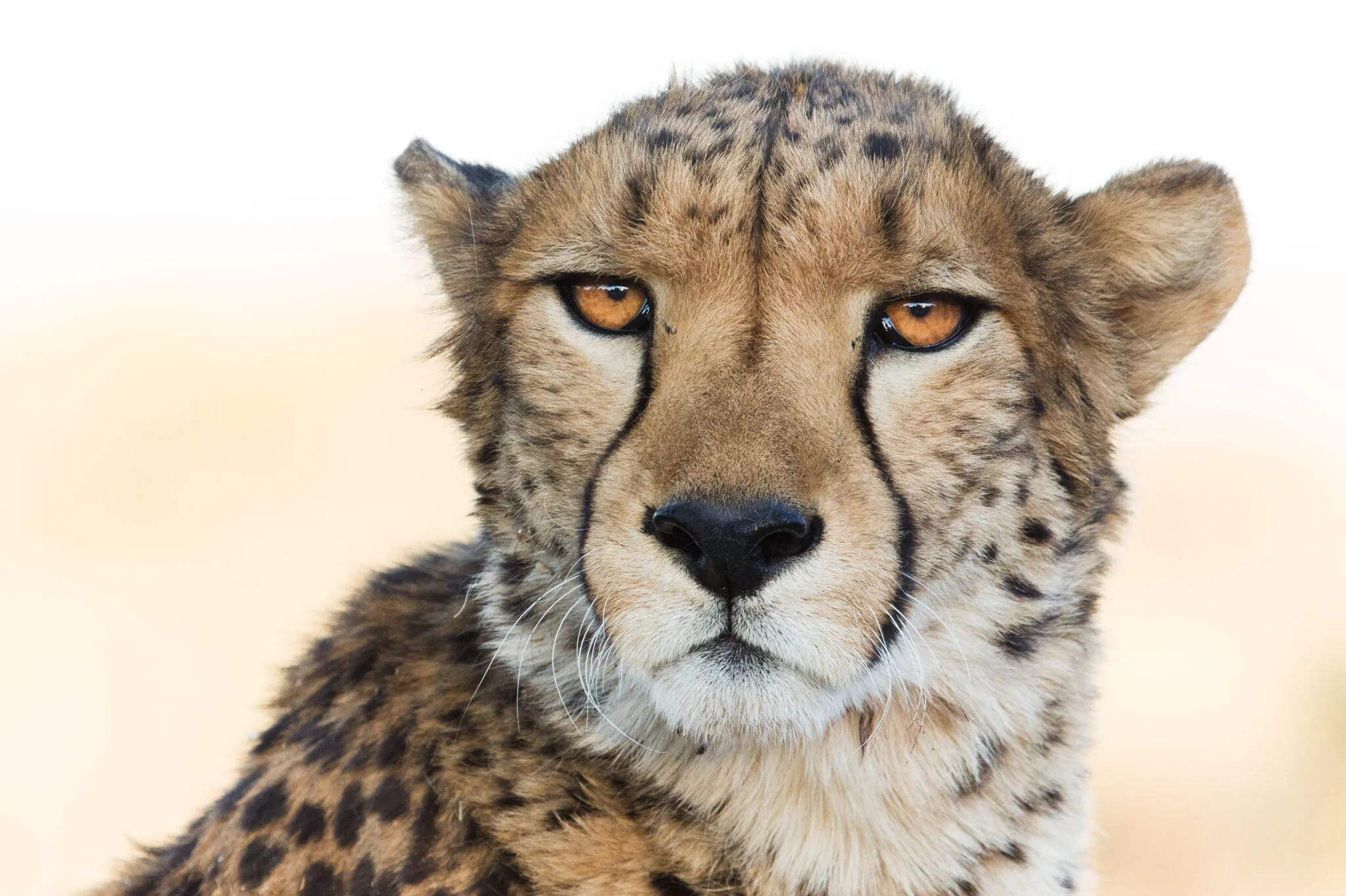 headshot of cheetah
