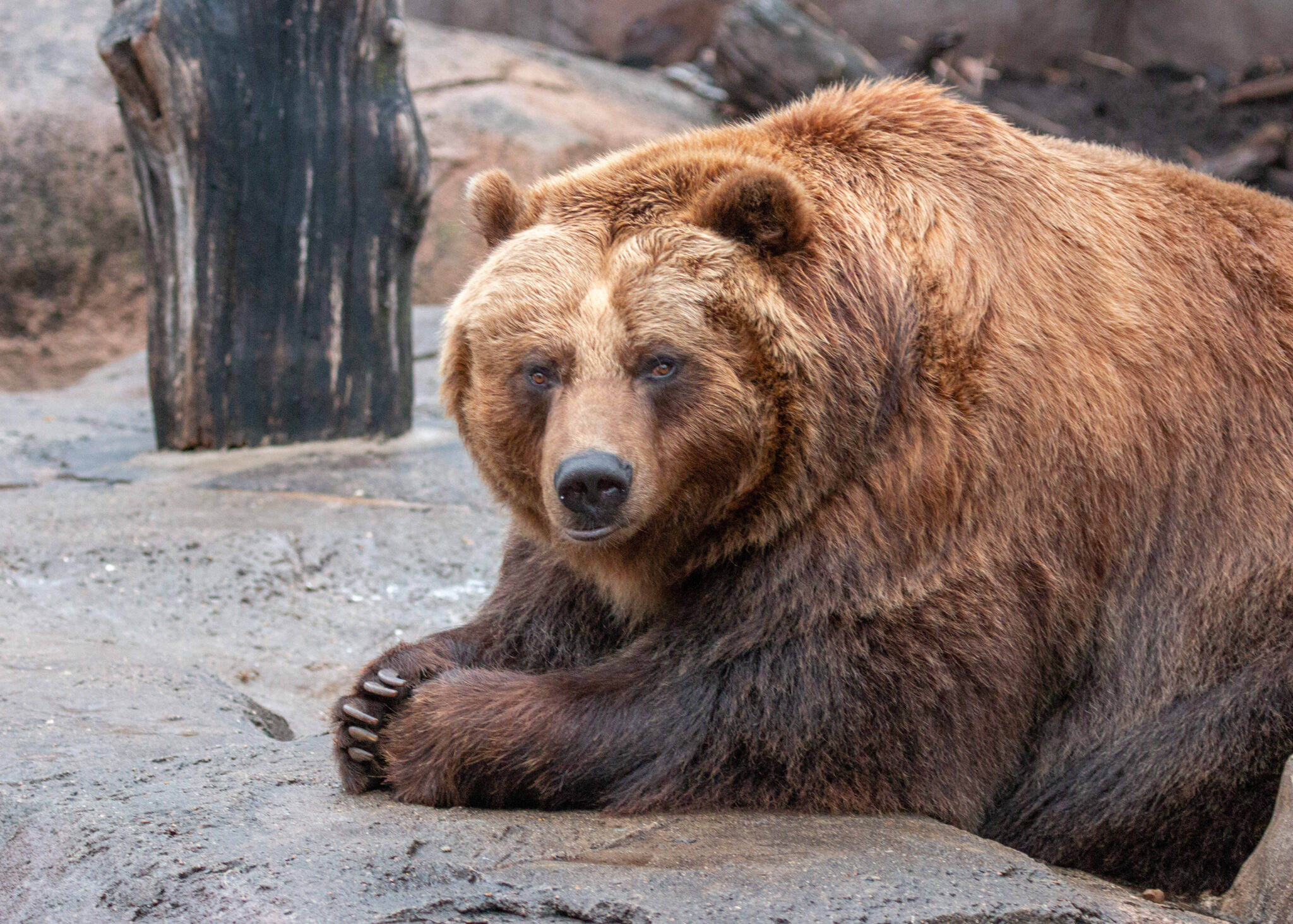 Kiak the brown bear at the Indianapolis Zoo