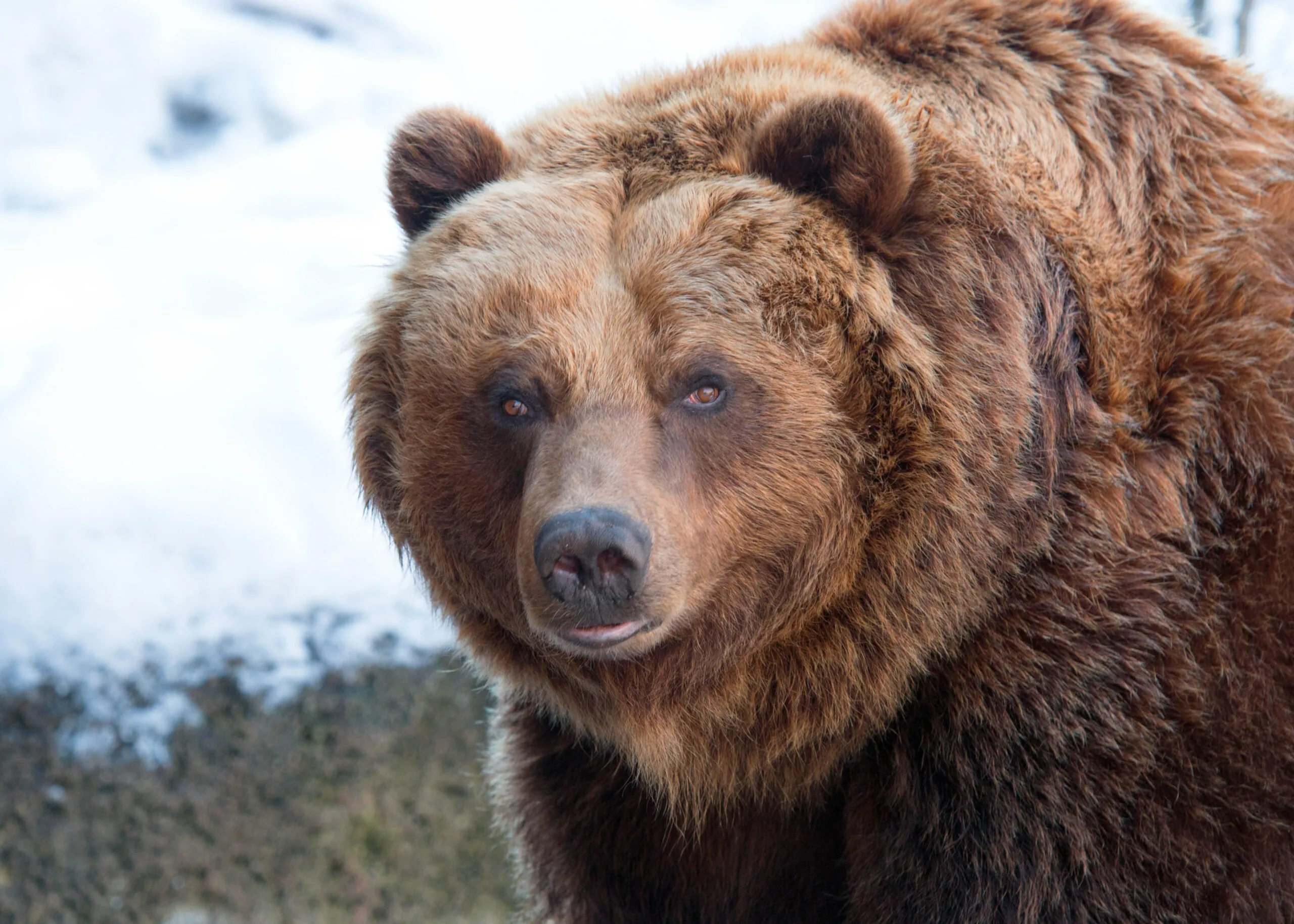 Kiak the brown bear in snow