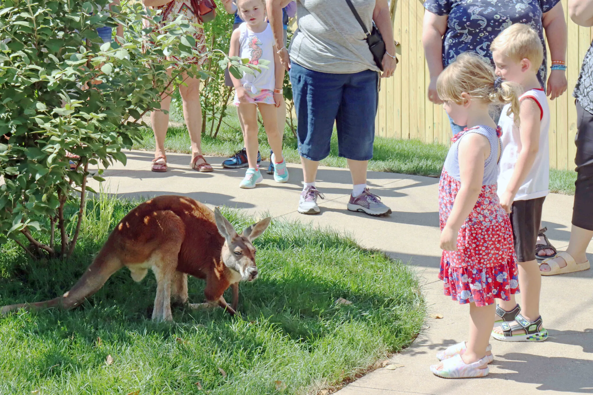 Kangaroo and child