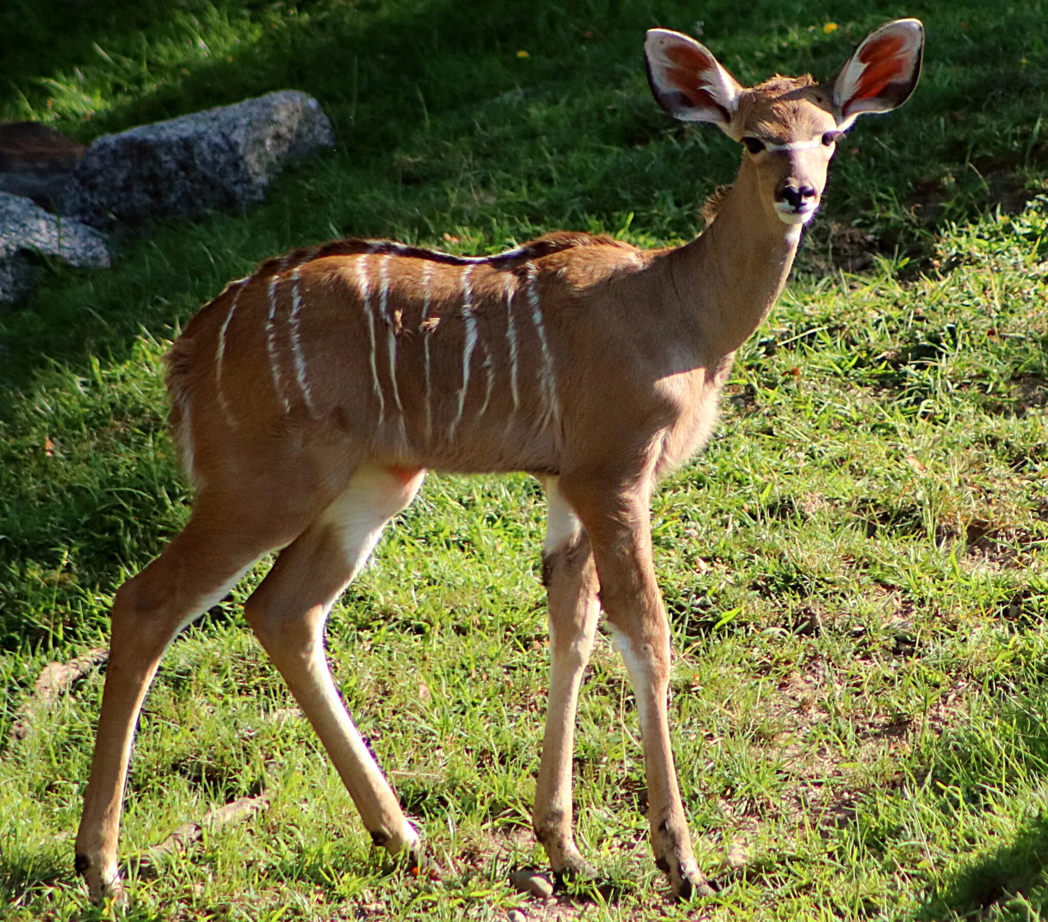 female kudu in grass