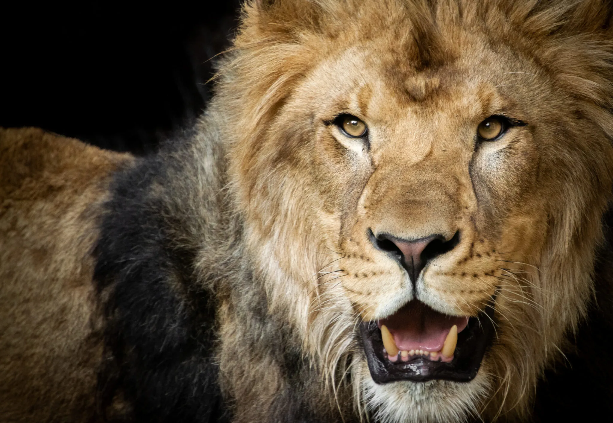 male lion with full mane and open mouth