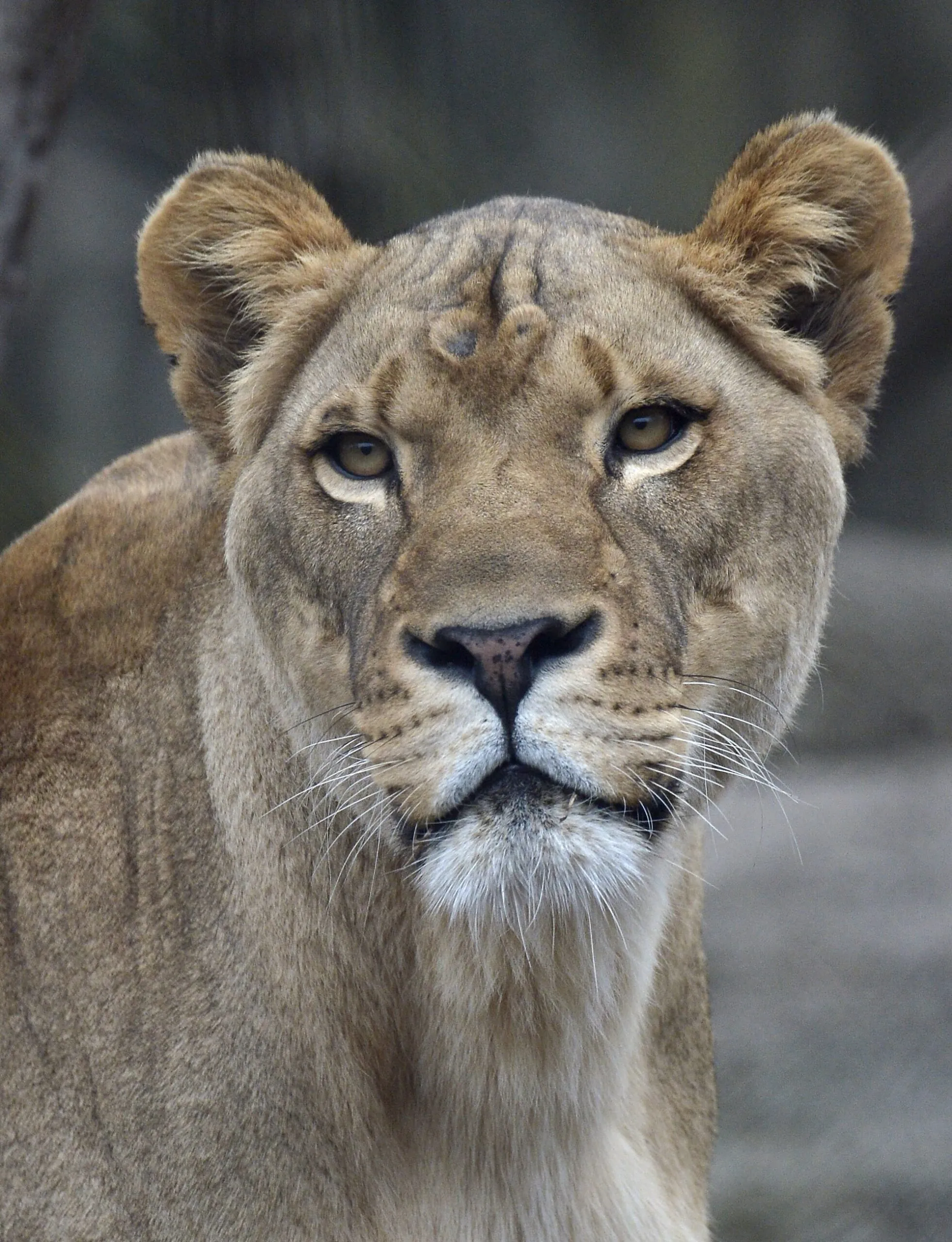 lioness face
