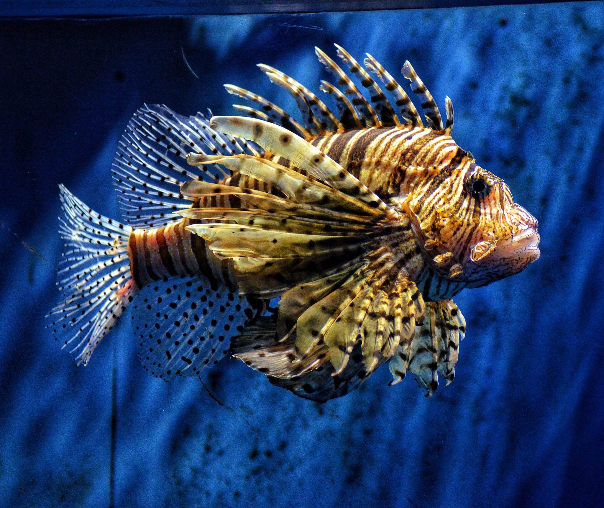 Lionfish