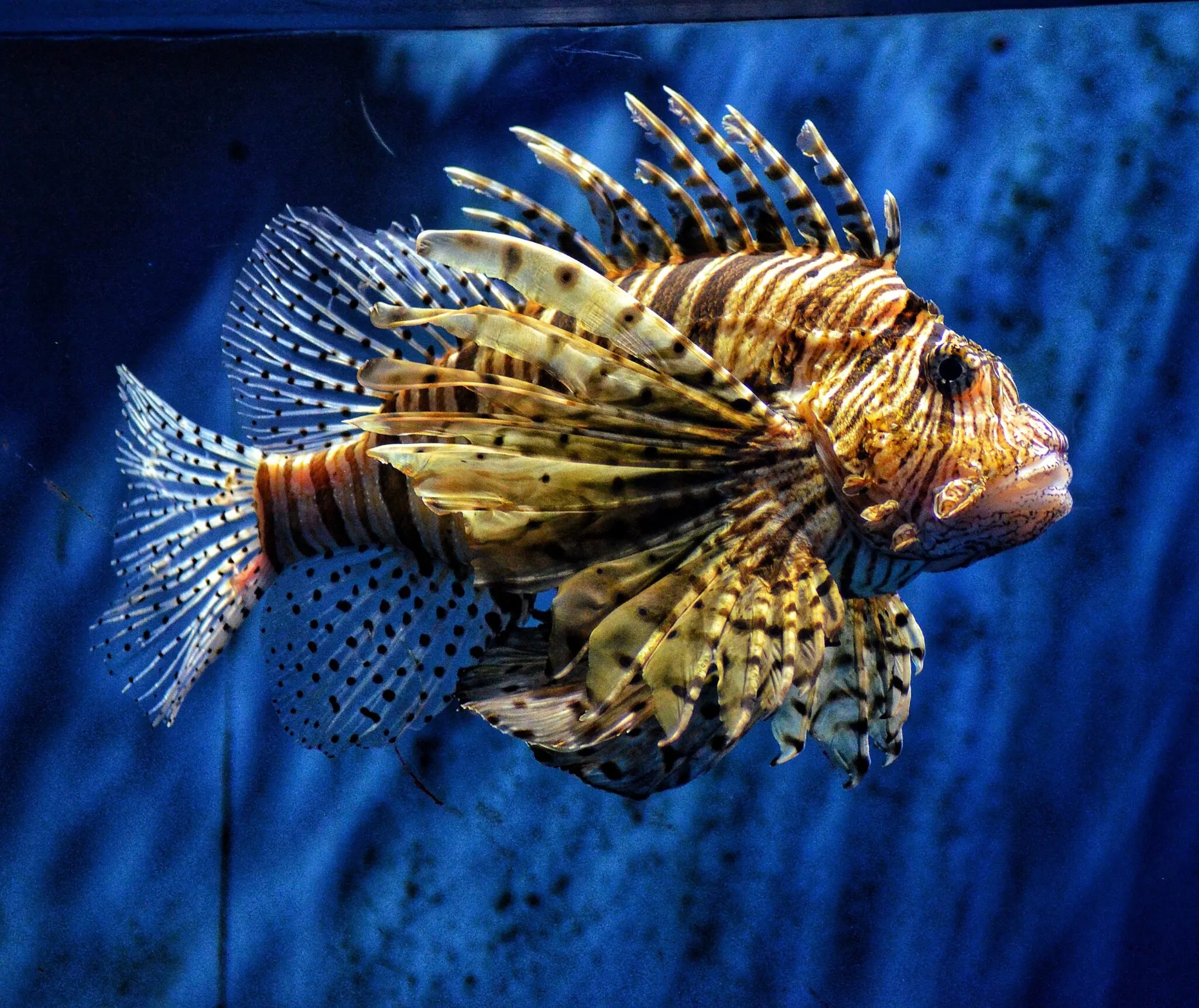 Lionfish