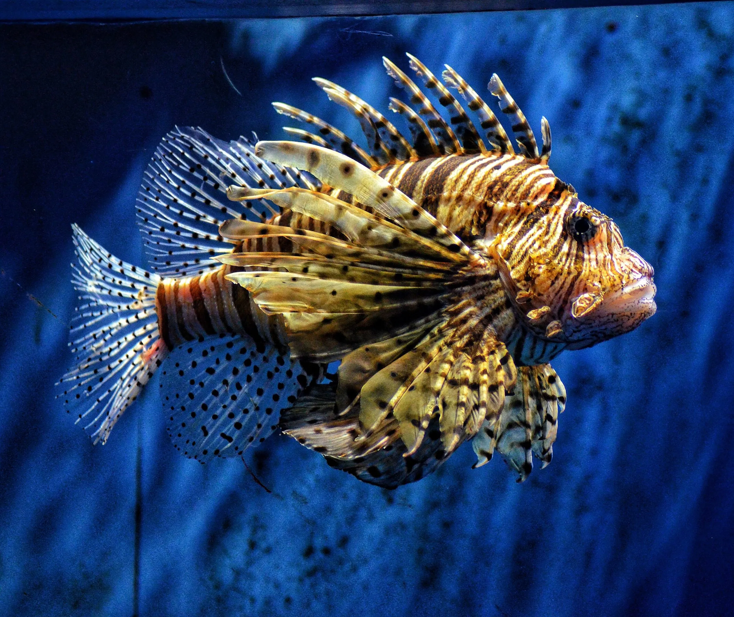 Lionfish