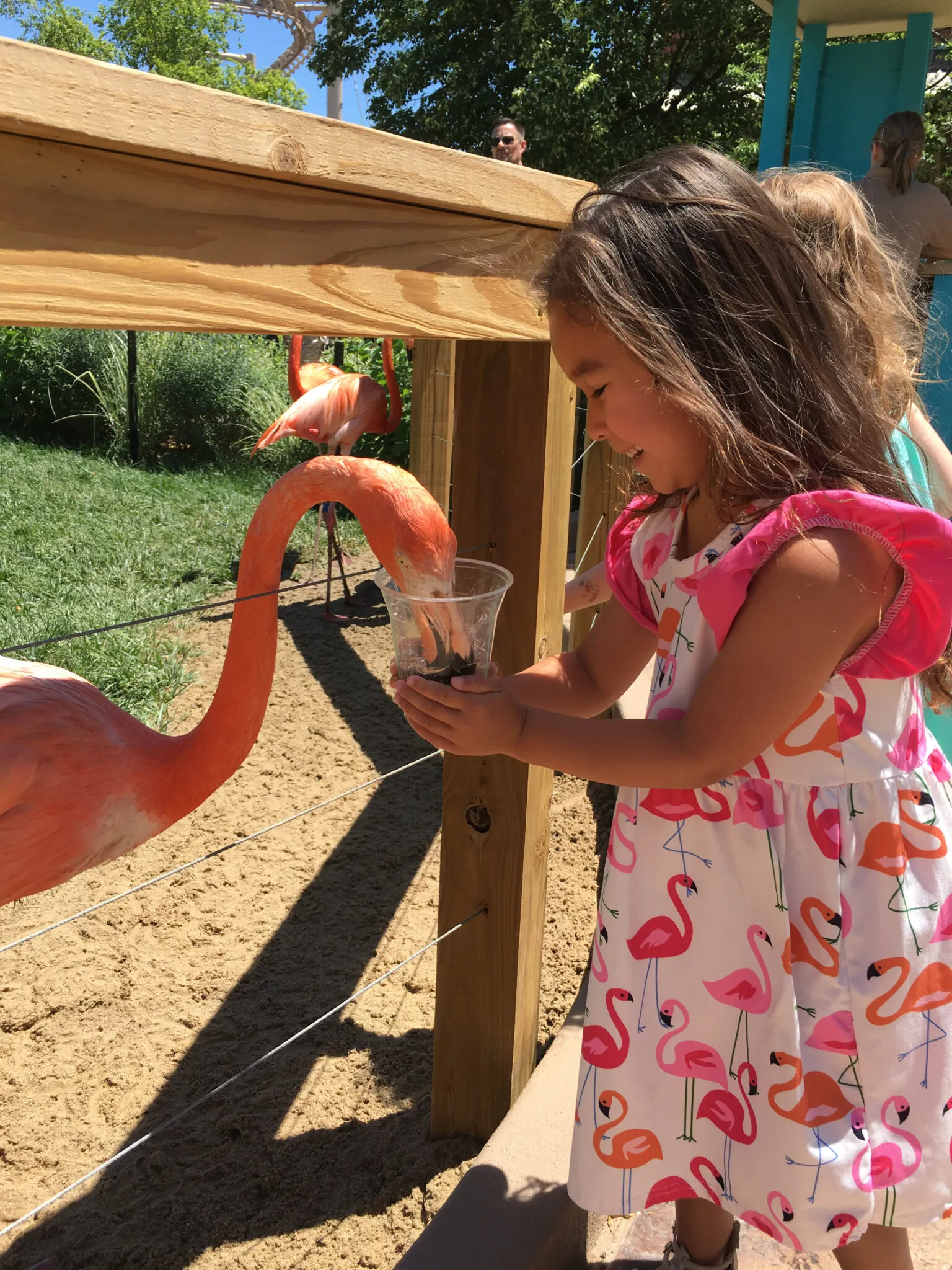 Little Girl Flamingo Feed - 2019