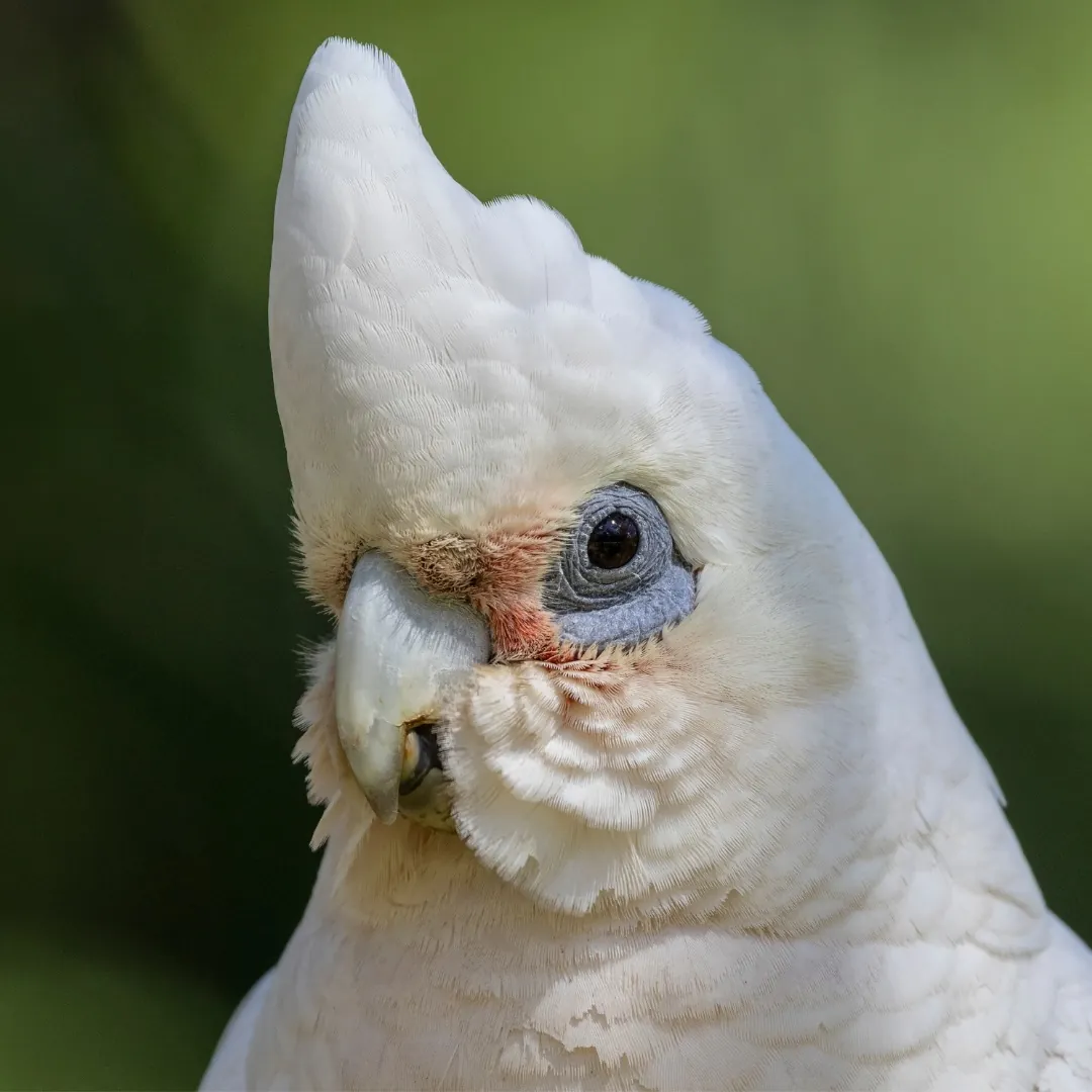 white little corella cockatoo